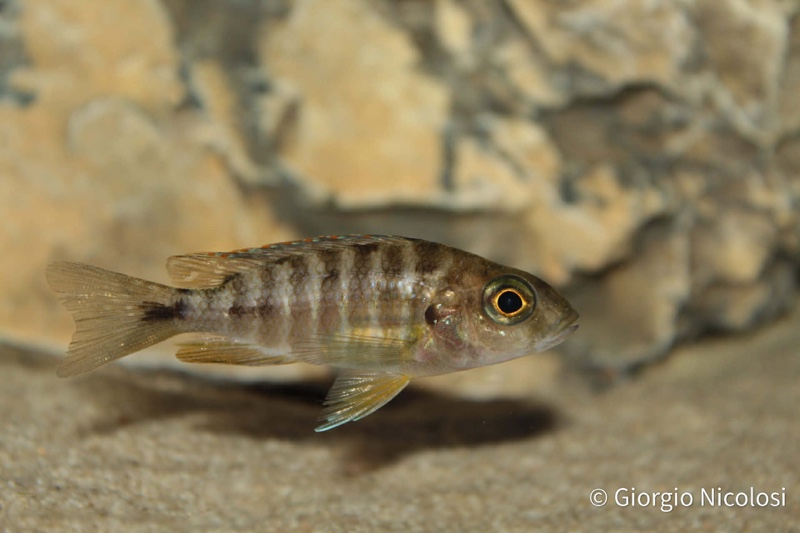 Aulonocara jacobfreibergi 'Cape Maclear'